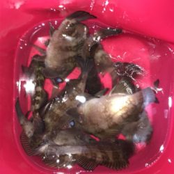 メバリング好調