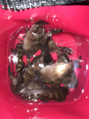 メバリング好調