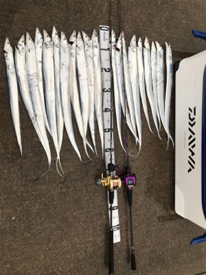 タチウオジギング