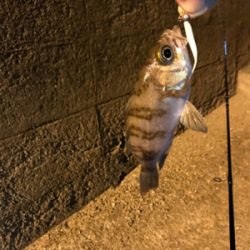 御所浦周辺にてアジング＆泳がせ釣り