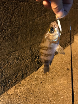 御所浦周辺にてアジング＆泳がせ釣り