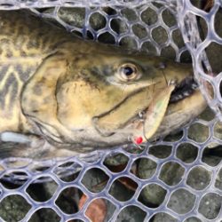 1Hit1ルアー縛り