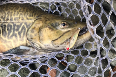 1Hit1ルアー縛り