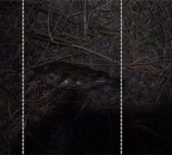 ボウズ逃れのガシラ