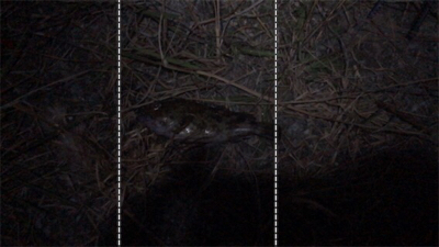 ボウズ逃れのガシラ