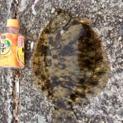 メタボなカレイ