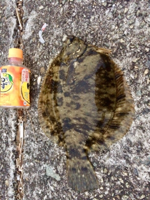 メタボなカレイ