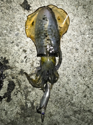 アオリイカキタァー！