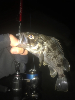 メバリングのはずがw