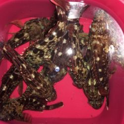 ワームでガシラ大漁