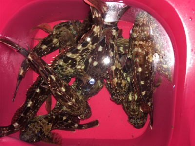 ワームでガシラ大漁