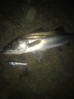 ３連続シーバス