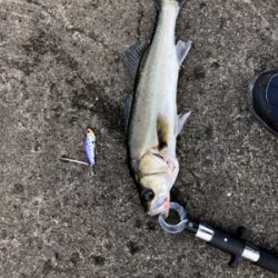 千葉デイシーバス