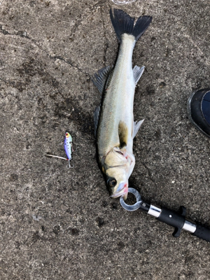 千葉デイシーバス