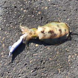 とんかつサイズ1枚ぽっきり（＾ν＾）