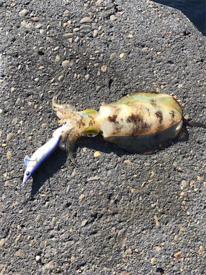 とんかつサイズ1枚ぽっきり（＾ν＾）