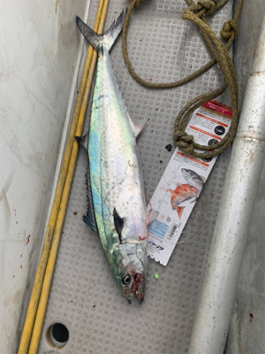 潮と波の最悪コンディション