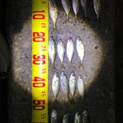 100均クオリティワーム調査