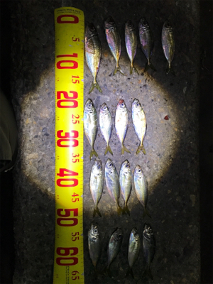 100均クオリティワーム調査