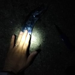 ナイトショアジギング