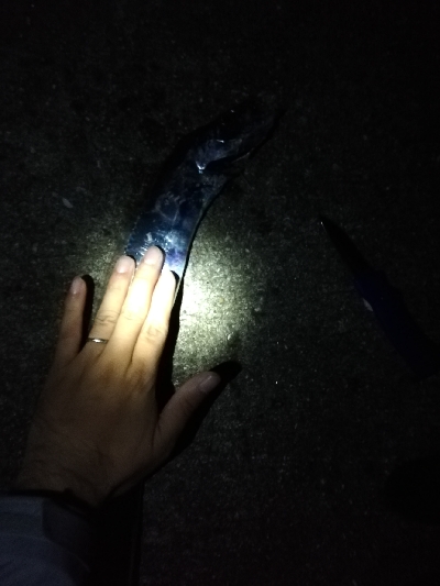 ナイトショアジギング