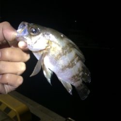 マリンピア沖洲でライトゲーム