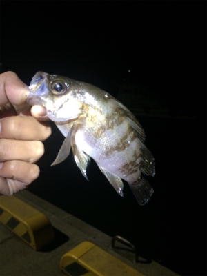 マリンピア沖洲でライトゲーム