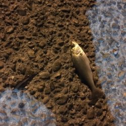 またまたチーバス！