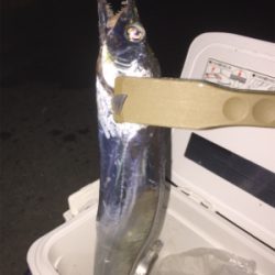 激シブ！釣果写真は1匹のみ・・・