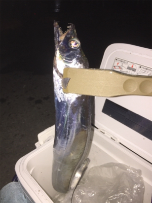 激シブ！釣果写真は1匹のみ・・・