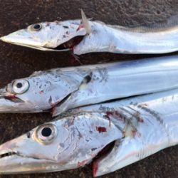 リレーでタチウオ3本ゲット ウキ→ルアー→テンヤ