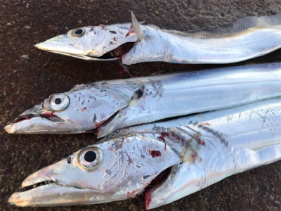 リレーでタチウオ3本ゲット ウキ→ルアー→テンヤ