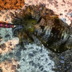 夕まずめ狙いのメバリング&エギングin御所浦