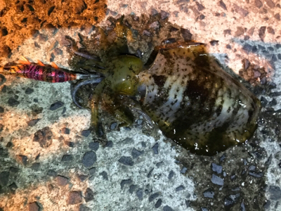 夕まずめ狙いのメバリング&エギング…