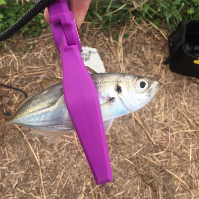 大阪湾奥サビキ 快釣 イケア裏