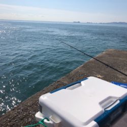 姫路青物また続いてます！