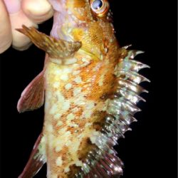 メバリンガー1705〜1750