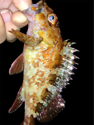 メバリンガー1705〜1750