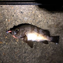 チビメバル&ガシラ〜青物バラし