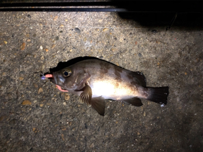 チビメバル&ガシラ〜青物バラし