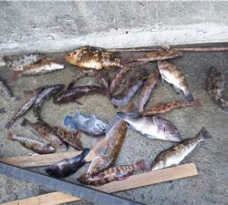 SFC プライベートボートでボートロック！