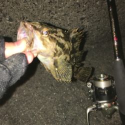 ガシラいっぱい