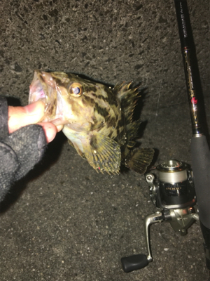 ガシラいっぱい