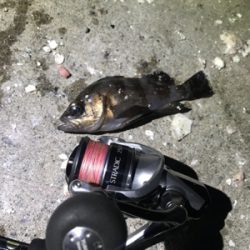 メバルシーズンイン