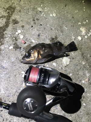 メバルシーズンイン