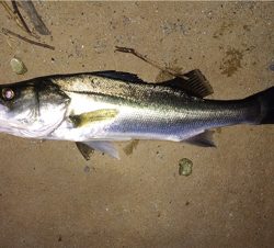 晩秋のシーバス