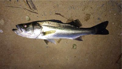 晩秋のシーバス