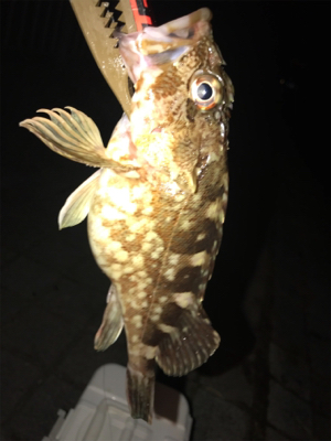 灘浜ライトゲーム