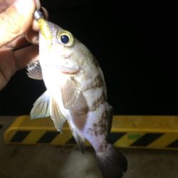 マリンピア沖洲でライトゲーム