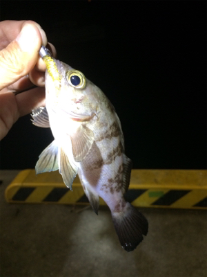 マリンピア沖洲でライトゲーム